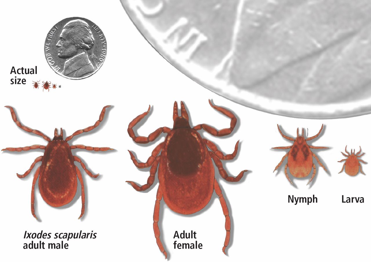 Ticks net