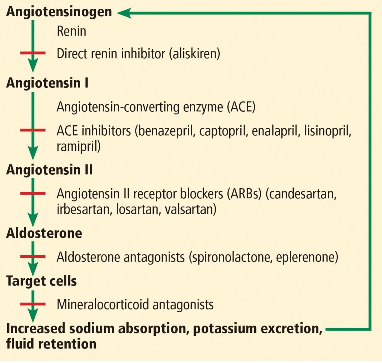 do ace inhibitors cause proteinuria