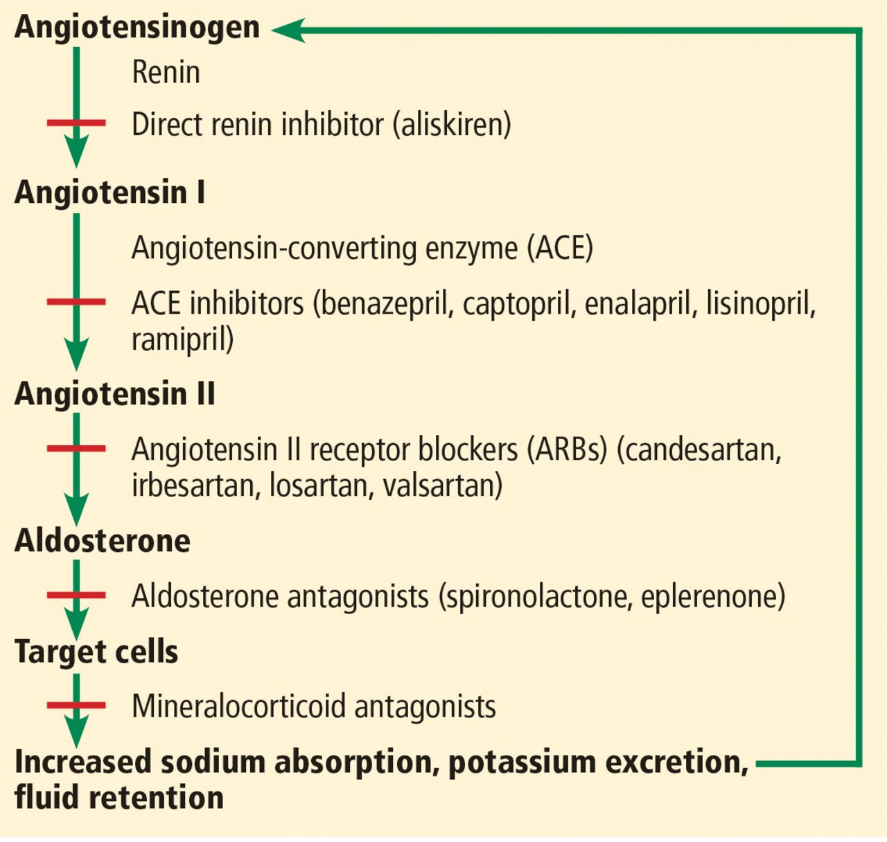 ace-inhibitors-and-arbs-managing-potassium-and-renal-function