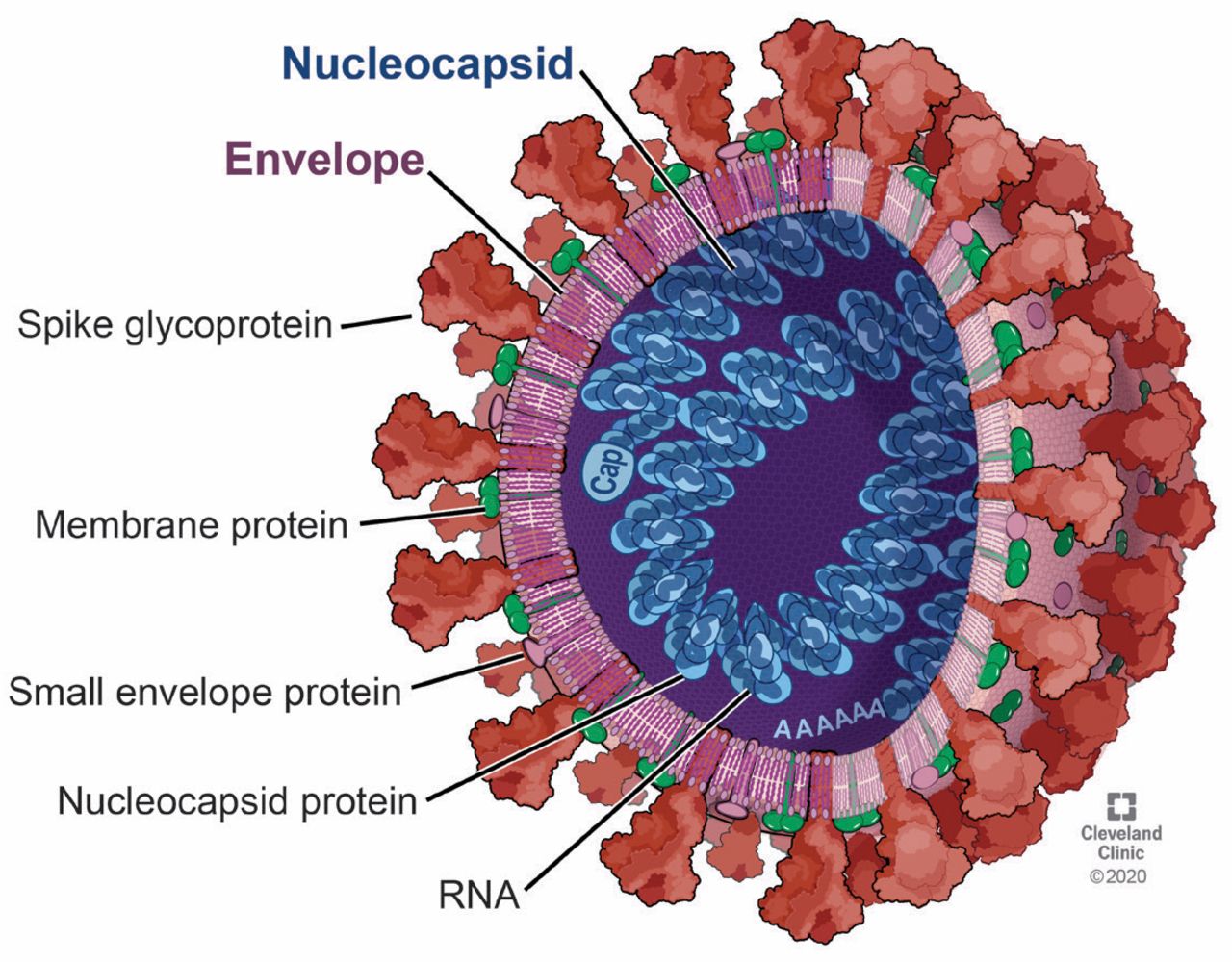 Viruses, Free Full-Text