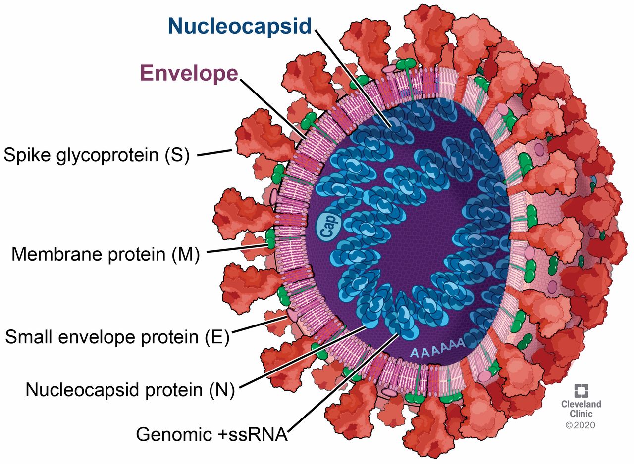 viral meningitis structure