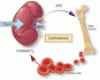 Anemia of chronic kidney disease: Treat it, but not too aggressively