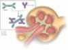 IgA nephropathy: Update on pathogenesis and treatment