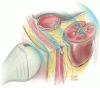 Point-of-care ultrasonography for the hospitalist