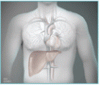 Cardiac considerations in liver transplantation