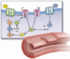 Coronary microvascular dysfunction: Considerations for diagnosis and treatment