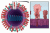 Influenza update 2018–2019: 100 years after the great pandemic