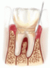 How menopause affects oral health, and what we can do about it
