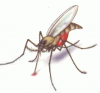 Educating travelers about malaria: Dealing with resistance and patient noncompliance