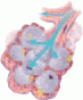 Inhaled human insulin: An inspiration for patients with diabetes mellitus?