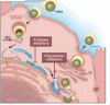 Hepatitis C virus: Here comes all-oral treatment
