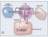 Endocrinopathies from checkpoint inhibitors: Incidence, outcomes, and management