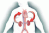 Acute cardiorenal syndrome: Mechanisms and clinical implications