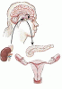 Polycystic ovary syndrome: Pathogenesis and treatment over the short and long term