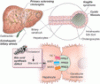 Pediatric cholestatic liver disease: Successful transition of care