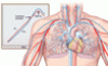 Cardiopulmonary exercise testing: A contemporary and versatile clinical tool