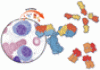 Monoclonal gammopathy of undetermined significance: A primary care guide