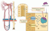 Diagnosis and treatment of hyperkalemia