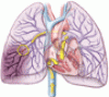 Air travel and venous thromboembolism: Minimizing the risk