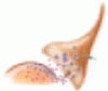 Clinical approach to patients with neuropathic pain