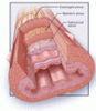 Functional heartburn: An underrecognized cause of PPI-refractory symptoms