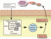 Autoinflammatory syndromes: Fever is not always a sign of infection