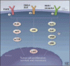 Precision treatment for metastatic non–small cell lung cancer: A conceptual overview