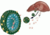 Hepatitis B virus infection: Understanding its epidemiology, course, and diagnosis