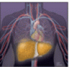 Cirrhotic coagulopathy: A rebalanced hemostasis