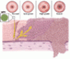 Human papillomavirus in 2019: An update on cervical cancer prevention and screening guidelines