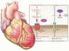 A new class of drugs for systolic heart failure: The PARADIGM-HF study